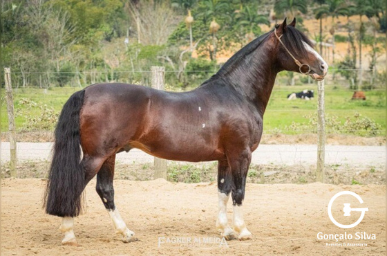BASCO DEL CAMPO