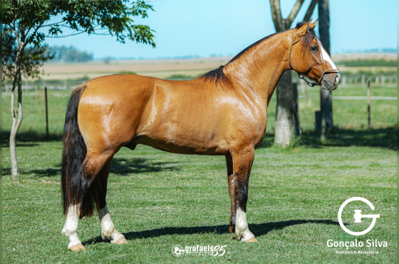 SENHOR DE SANTO ANICETO