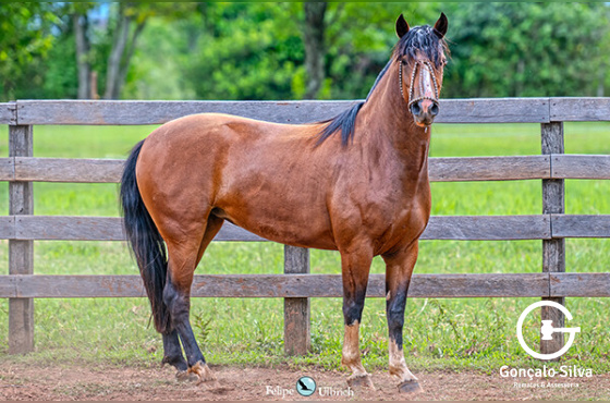LA CASTELLANA TATITA