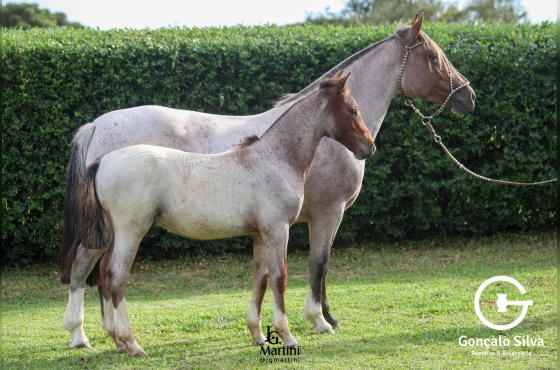 SINAL DA CRUZ TAPERA