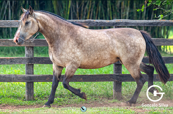 LA CASTELLANA TENDINHA
