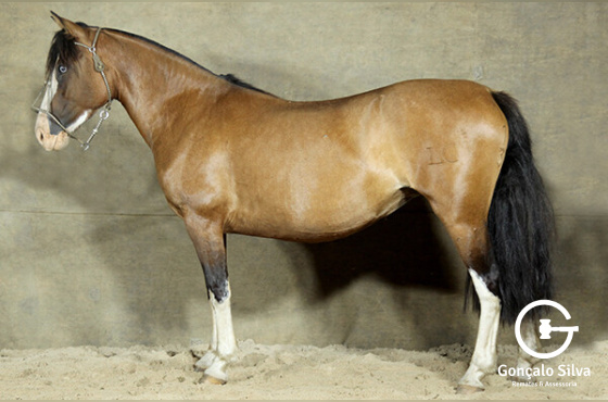 NOITE DE LUA DA LIDA CAMPEIRA 