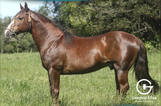  CAPANEGRA  RIO MAIPO