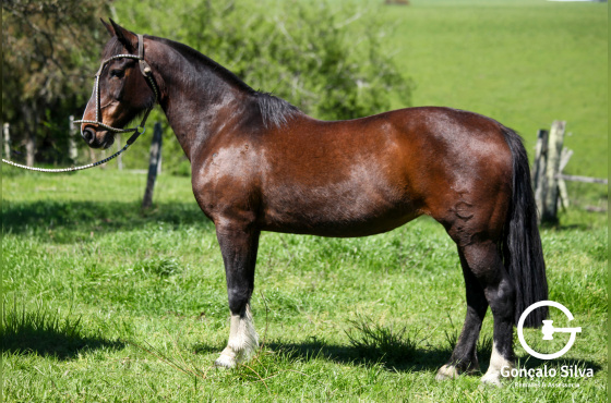 BALA PERDIDA DA TERRA COSTA