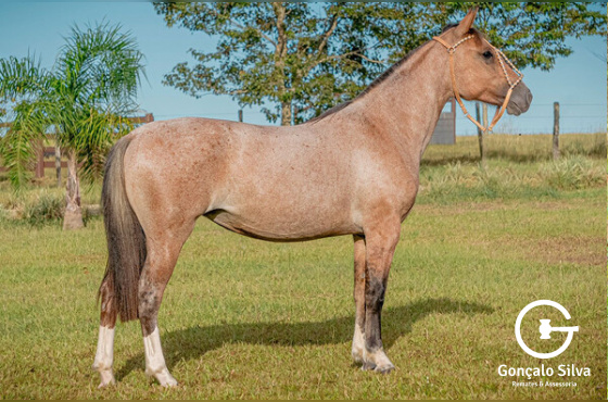 TITIA DA SANTA MARIA DO ITU