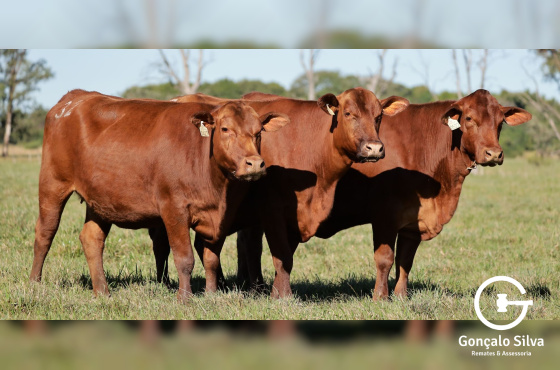 VACAS DESMAMADAS PRENHES - RM - LOTE