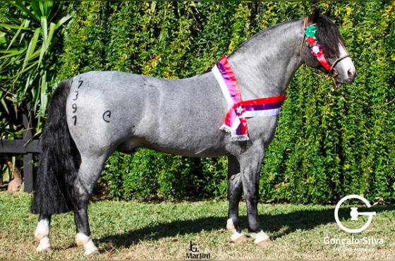 AS MALKE JOAO CAMPEIRO II