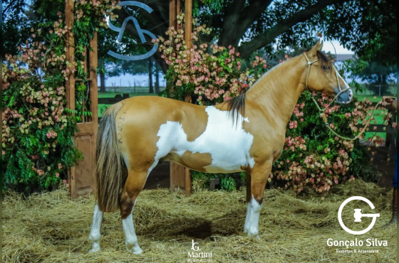 AS MALKE MAJOR II (VENDA DE 9 COTAS 10%)