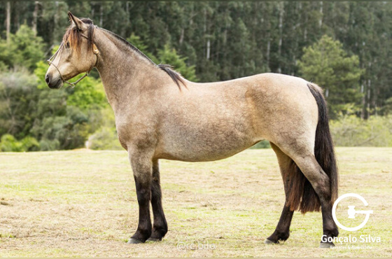 ESFINGE 48 NOMBRADO