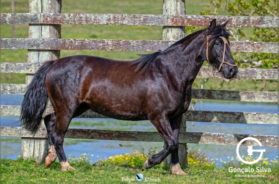 MEIA VOLTA LA MÁFIA