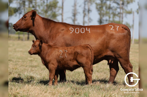 VACAS PRENHES COM CRIA AO PÉ - LOTE 