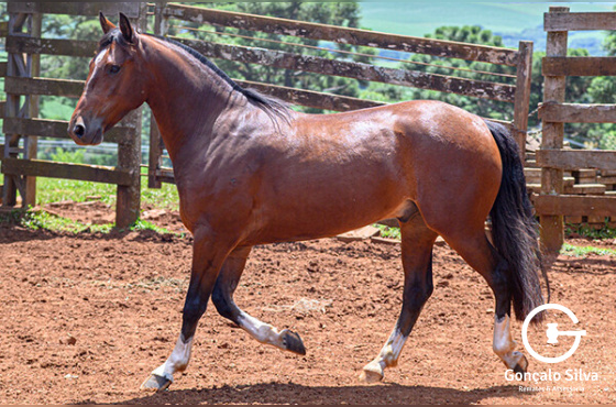 MONTE PAMPEIRO INTERDITADO