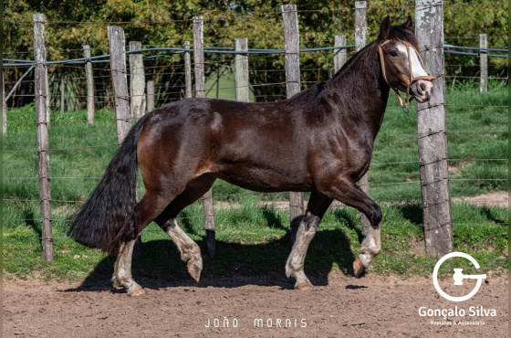  SANTA AUGUSTA ULTIMA