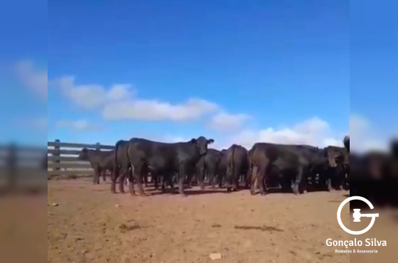 BOVINOS - 68 TERNEIROS CASTRADOS CRUZA - ANGUS E BRAFORD