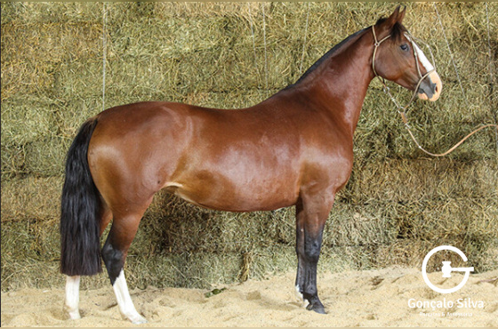 QUITANDA DA TAIMÃ - TE