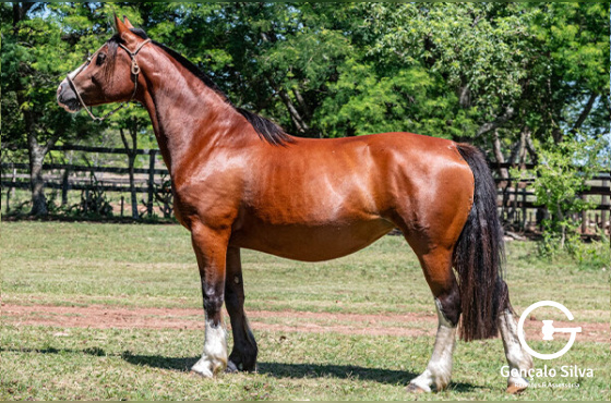 LIBÉLULA LA COMPOSTELLA