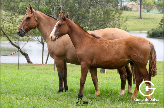 MARUCA DA SÃO JOÃO DO BURITY