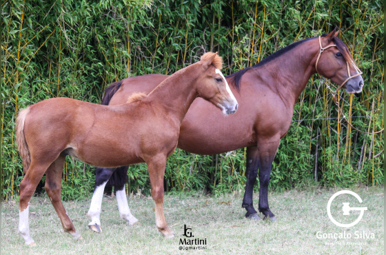 OBRA PRIMA DO ACEGUÁ