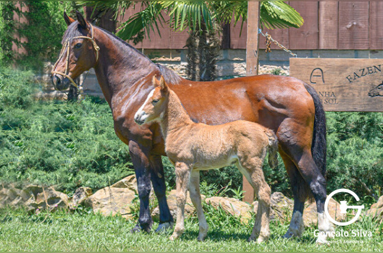 TRANQUILA DA BOA VISTA