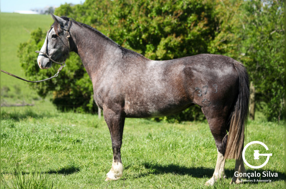 NA ESCOLHA EMBRIÃO AS MALKE SOLEDAD OU ORELHANA TAPE - TE OU FANFARRONA TAPE