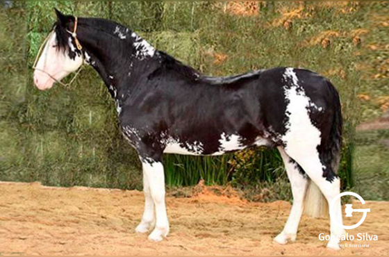 COTA DE 2,5% DE JOGO DE OSSO DO ITAO