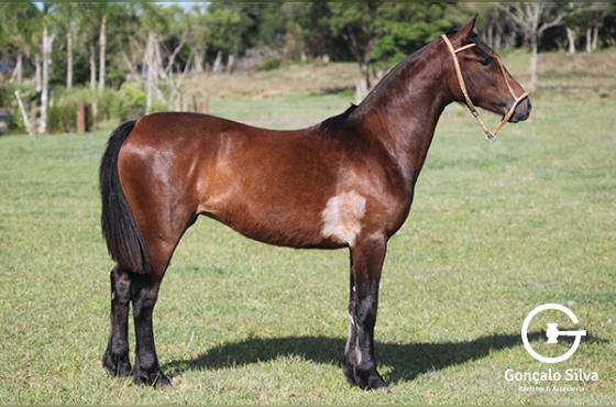 RODIGHERI DUQUESA