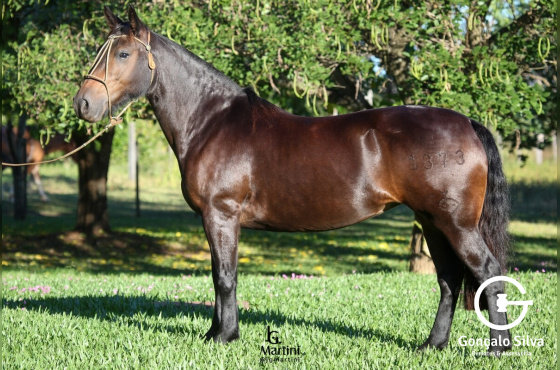 HIERBA MATE DO BARULHO