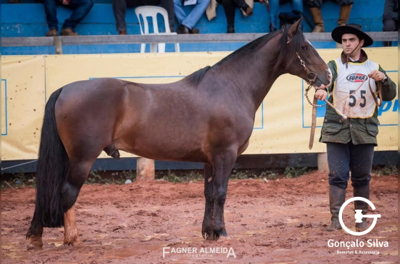 HOMERO 76  DO IMAGUARE