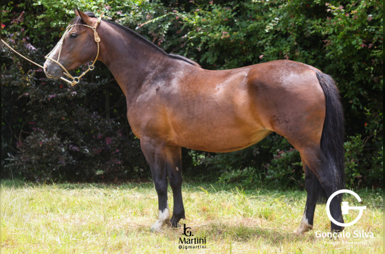 TIROLESA DO CAÇADOR 