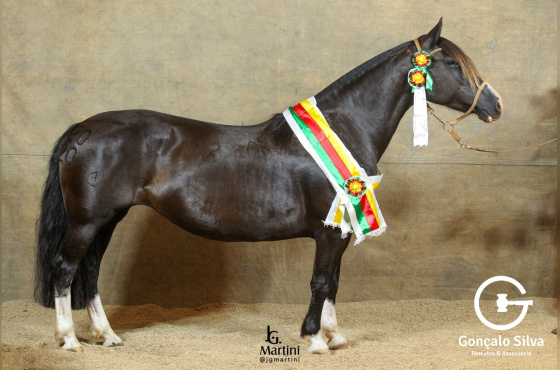 CAPANEGRA URSA NATIVA 