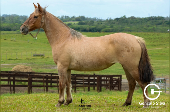 MARCA 2 DO CERRO AGUDO
