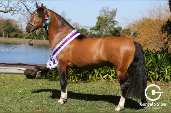 DIREITO DE USO 3 COBERTURAS  JAGUAR DA GAP SÃO PEDRO 