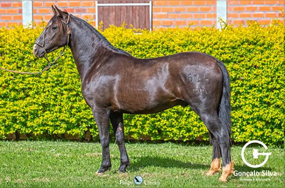 LA CASTELLANA UM FOGUETE