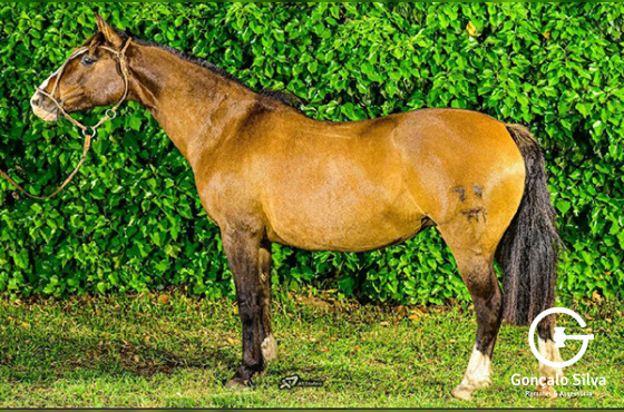 QUERENCIA F DO CAMBOIM
