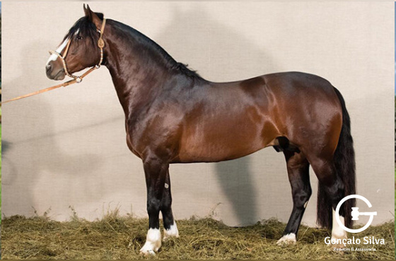 IMPERADOR 1562 MAUFER - TE