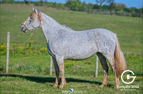 SANTA AUGUSTA OUTRA PINGA