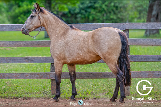 LA CASTELLANA UFANITA