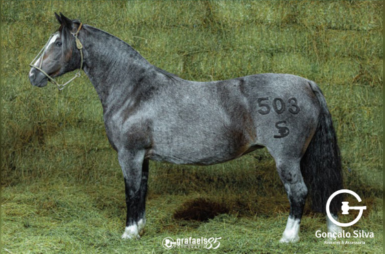 QUARESMA DA CABANHA SANTA FÉ