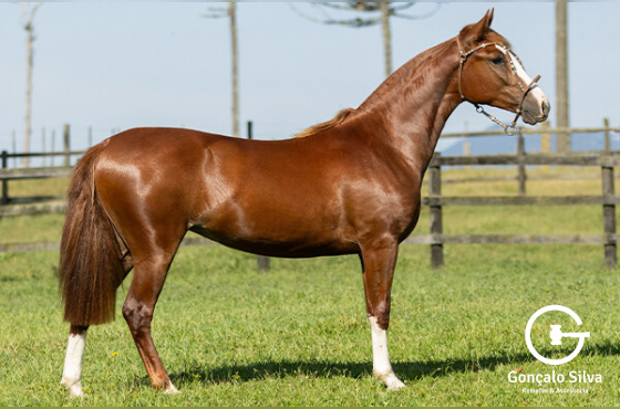 KIMERA DE SANTA LARISSA 