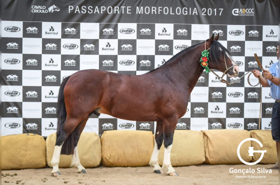 MENSAGEIRO  DA CABANHA  SANTA FÉ