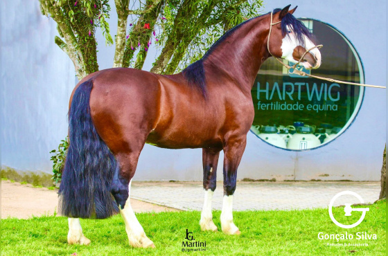 MARCONI  XEQUE  MATE-TE