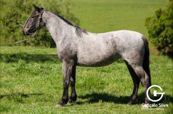 LA MONTURA QUE CHICA