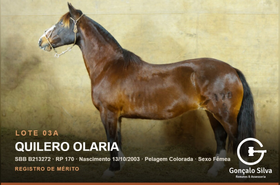 QUILERO OLARIA - (Venda vertical)
