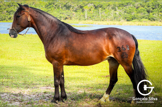 TRANQUILA DO MONTE BELLO