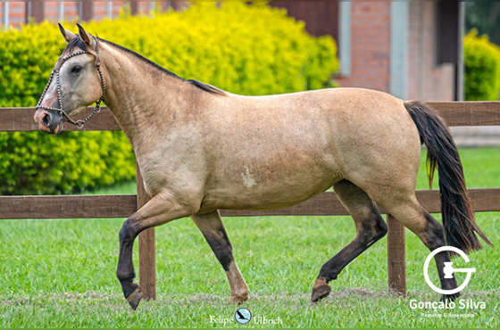 LA CASTELLANA TIRADORA