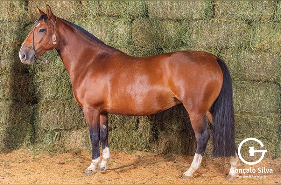 RZ ANARQUIA DA CARAPUÇA