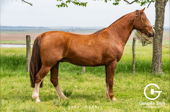 SANTA ALICE VICHADERO