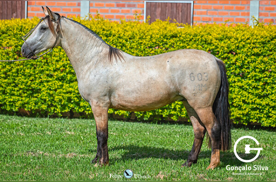 LA CASTELLANA UM TAURA