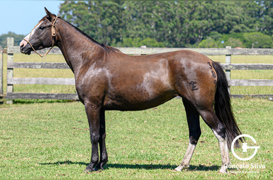 ALVORADA DO PASSO FUNDO