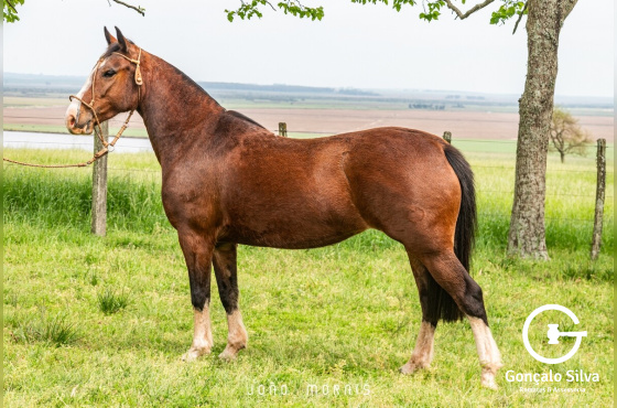  SANTA ALICE ALGAZARRA